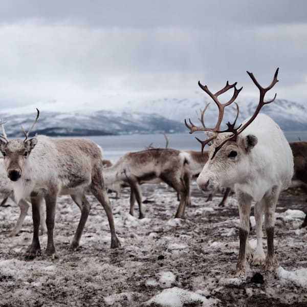 Explore Norwegen: Arctic Roadtrip zum Nordkap!