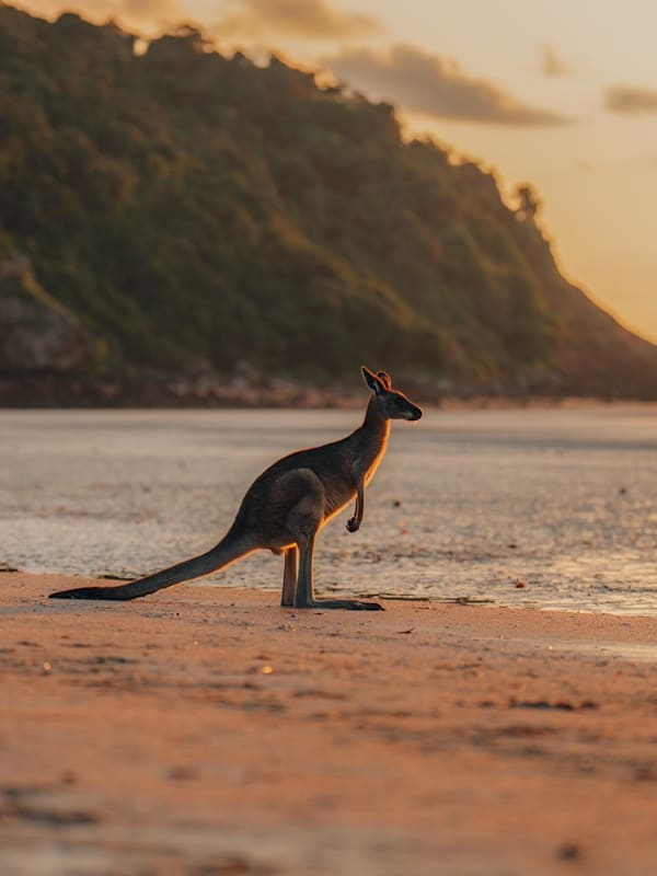Asien, Australien & Afrika