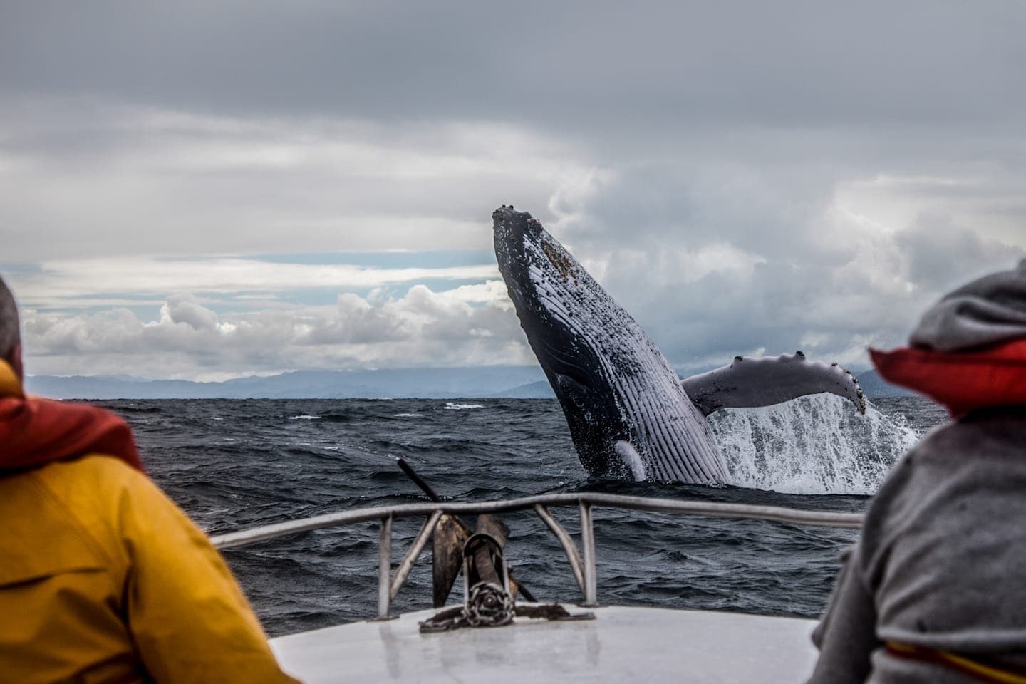 Whale watching boat tour in Hermanus Bay thumbnail