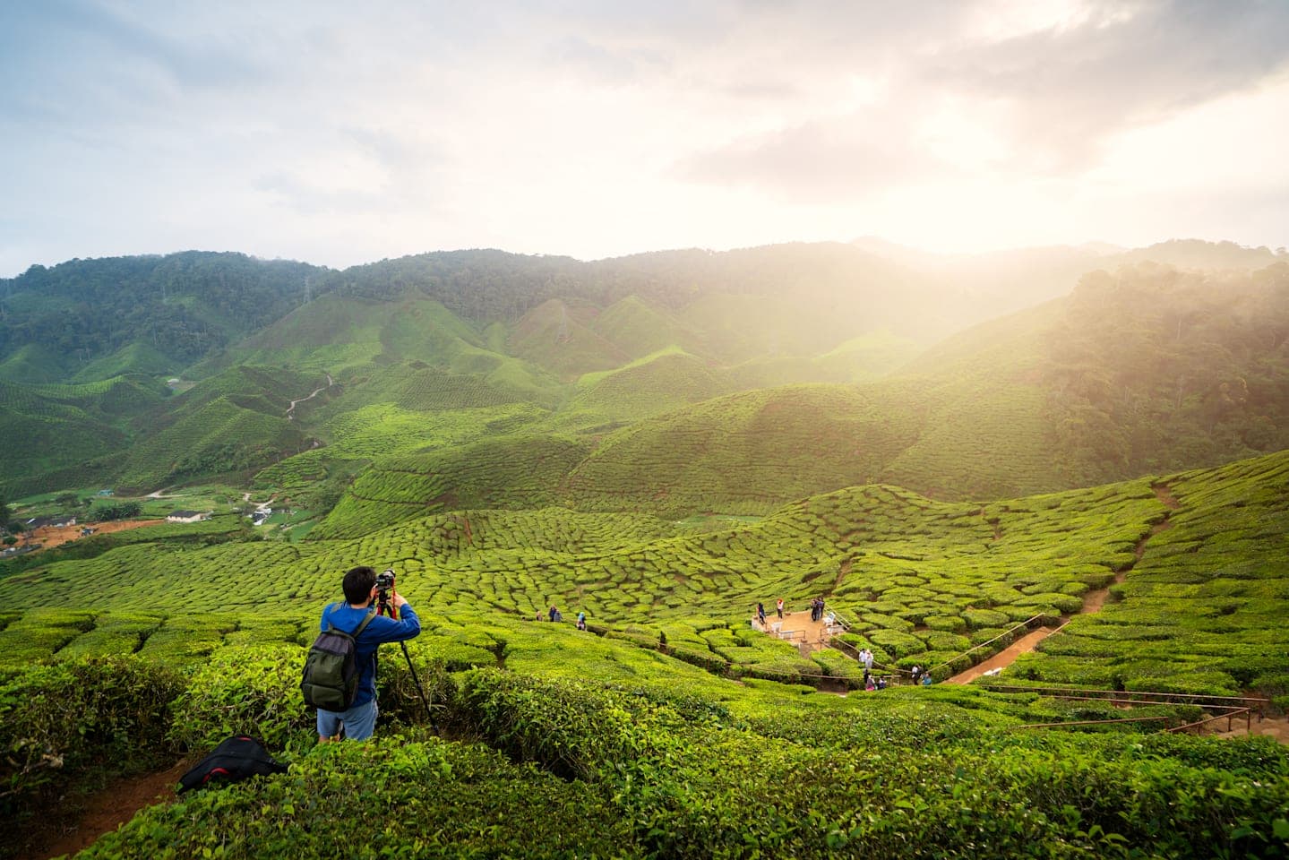 Full-day tour to the Cameron Highlands thumbnail