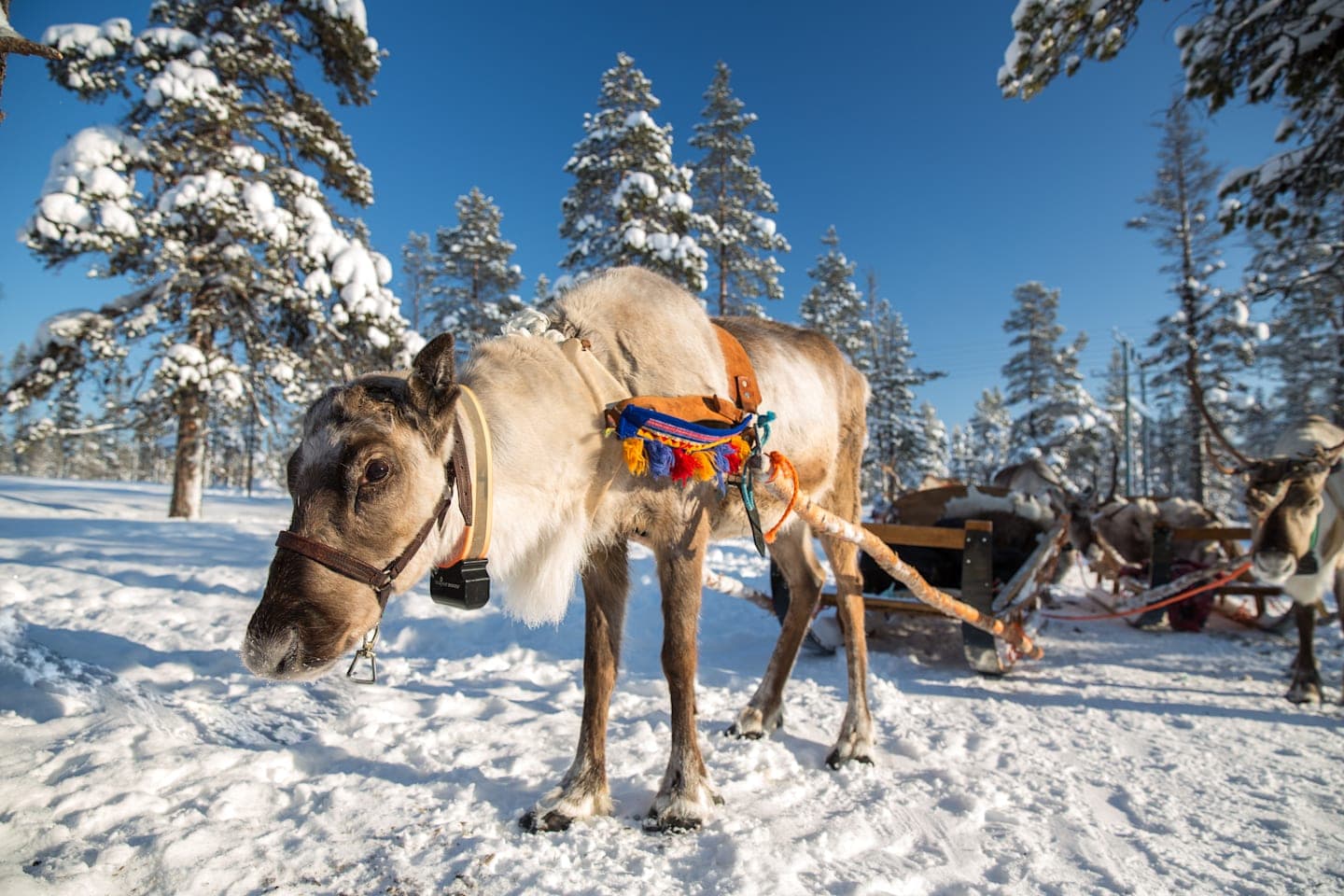Reindeer sleigh adventure thumbnail