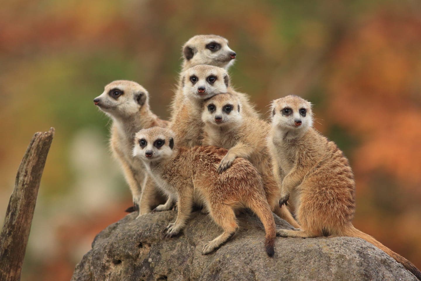 Meerkat safari thumbnail