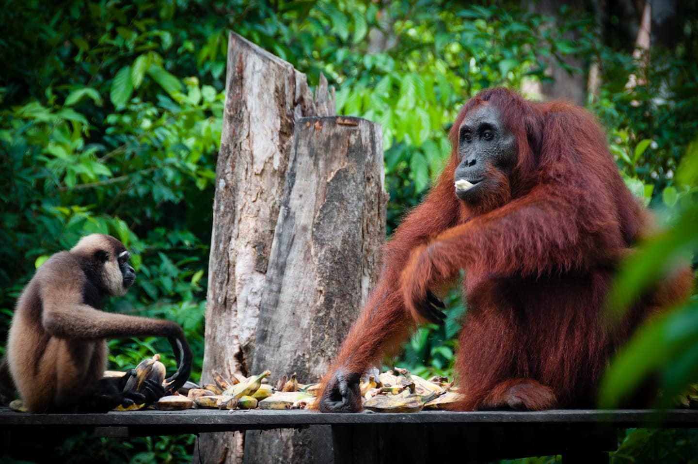 Klotok boat trip to the Orangutan Rehabilitation Center and Tanjung Harapan Village thumbnail