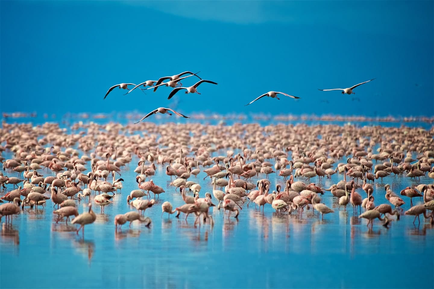 Safari in Lake Manyara National Park thumbnail