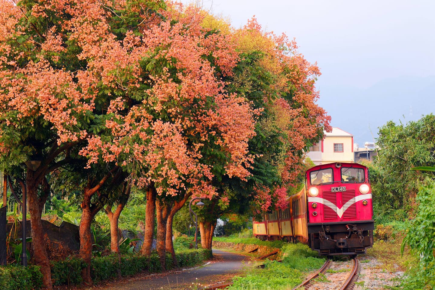 Tour zum Alishan Nationalpark thumbnail