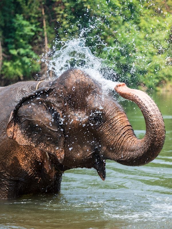 Thailand avontuur