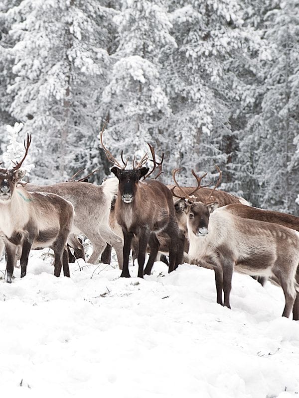 Levi Lapland