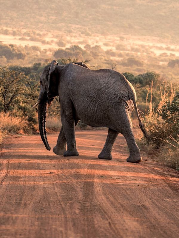Zuid-Afrika Tuinroute