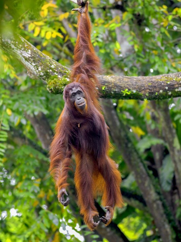 Sumatra & Maleisië